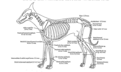 Canine Growth Plate Closure Guide