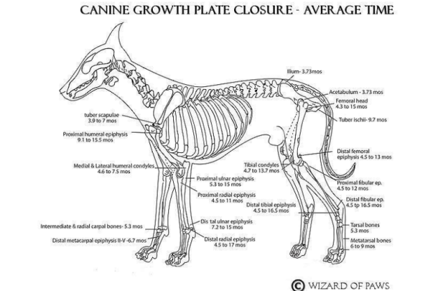 Canine Growth Plate Closure Guide