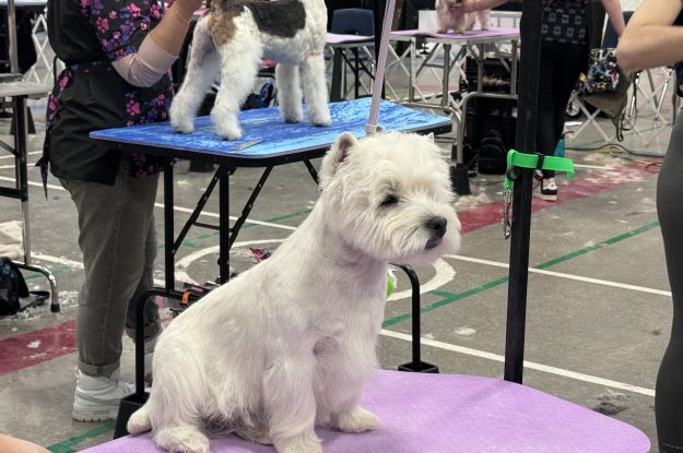 C&D Pet Studio: Fresh from the T.O. Grooming Show!