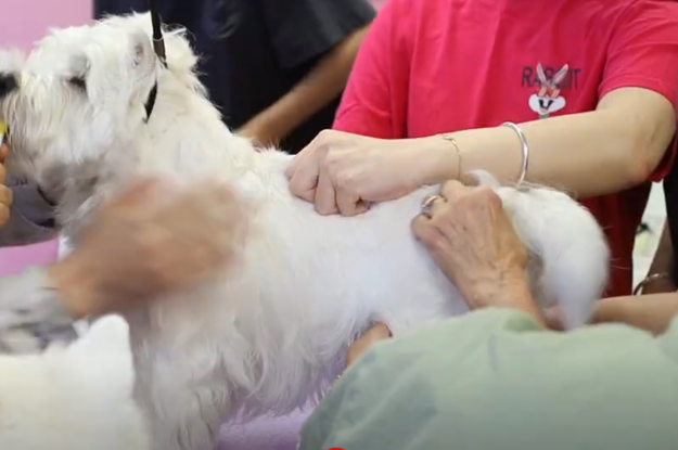 Short-Legged Terrier Hand Stripping Course