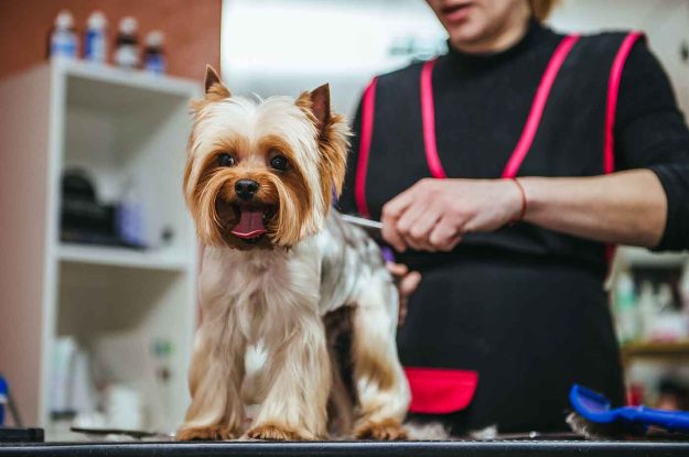 Is Your Groomer Certified?