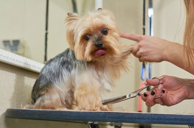 What To Look For In A Groomer