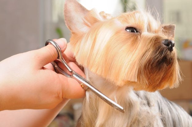 Ears and grooming