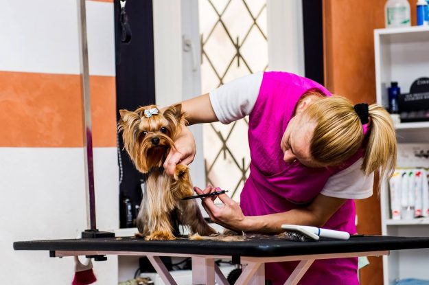 Top ten reasons why your dog’s haircut may cost more than yours