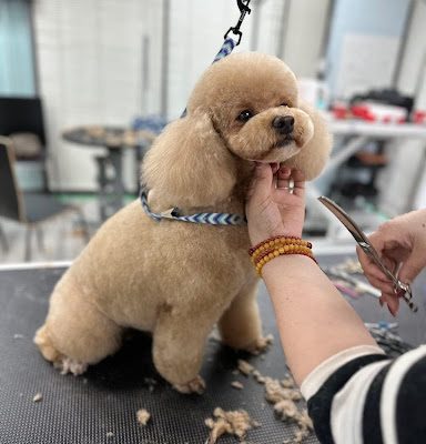 Dog getting groomed